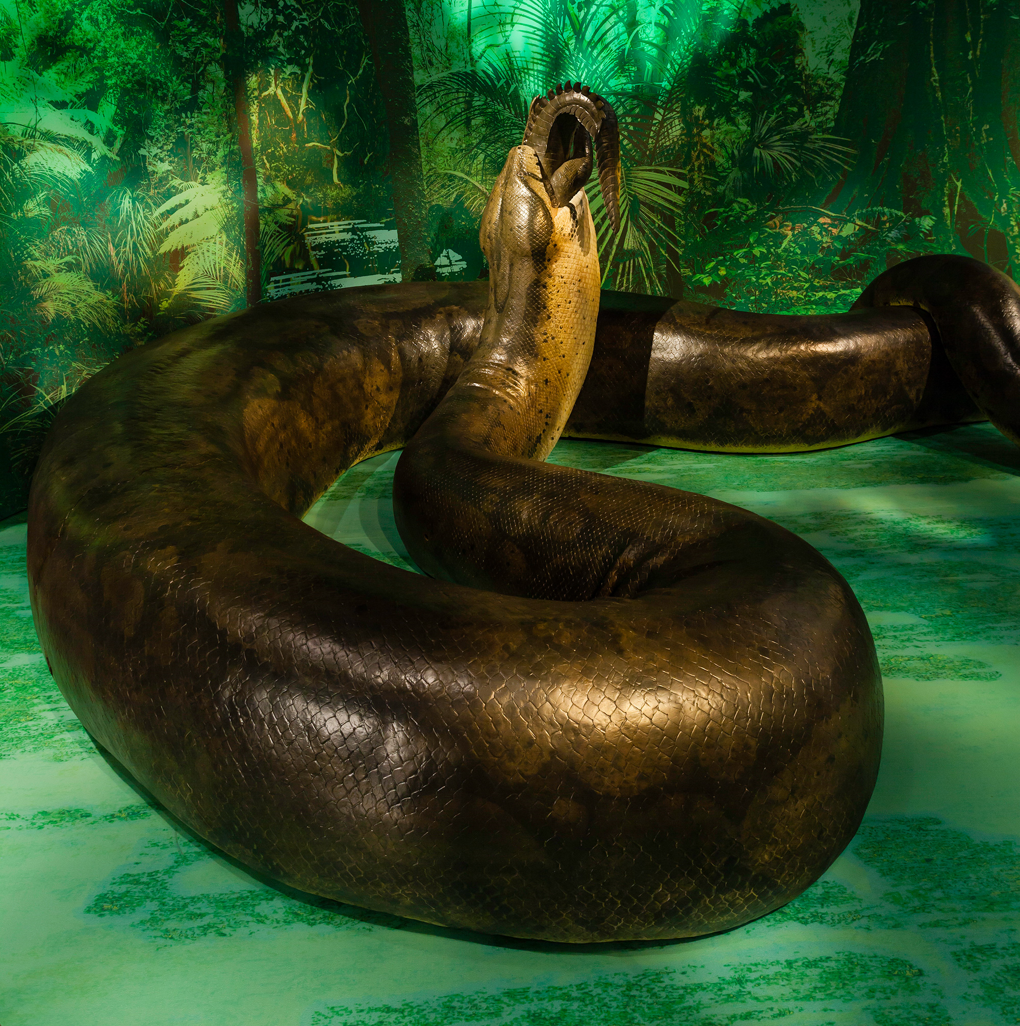 Titanoboa Skull
